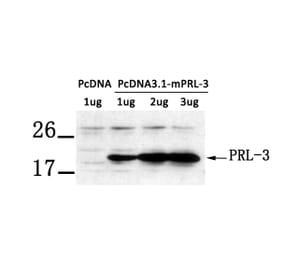 Western blot - PRL-3 Antibody from Signalway Antibody (21333) - Antibodies.com