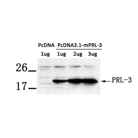 Western blot - PRL-3 Antibody from Signalway Antibody (21333) - Antibodies.com