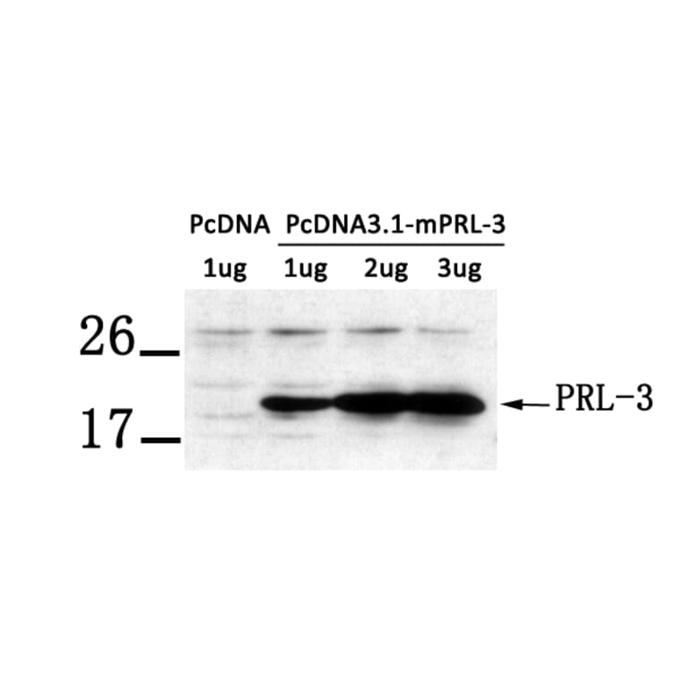 Western blot - PRL-3 Antibody from Signalway Antibody (21333) - Antibodies.com