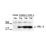 Western blot - PRL-3 Antibody from Signalway Antibody (21333) - Antibodies.com