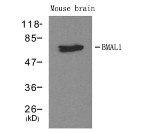 Western blot - BMAL1 Antibody from Signalway Antibody (21415) - Antibodies.com