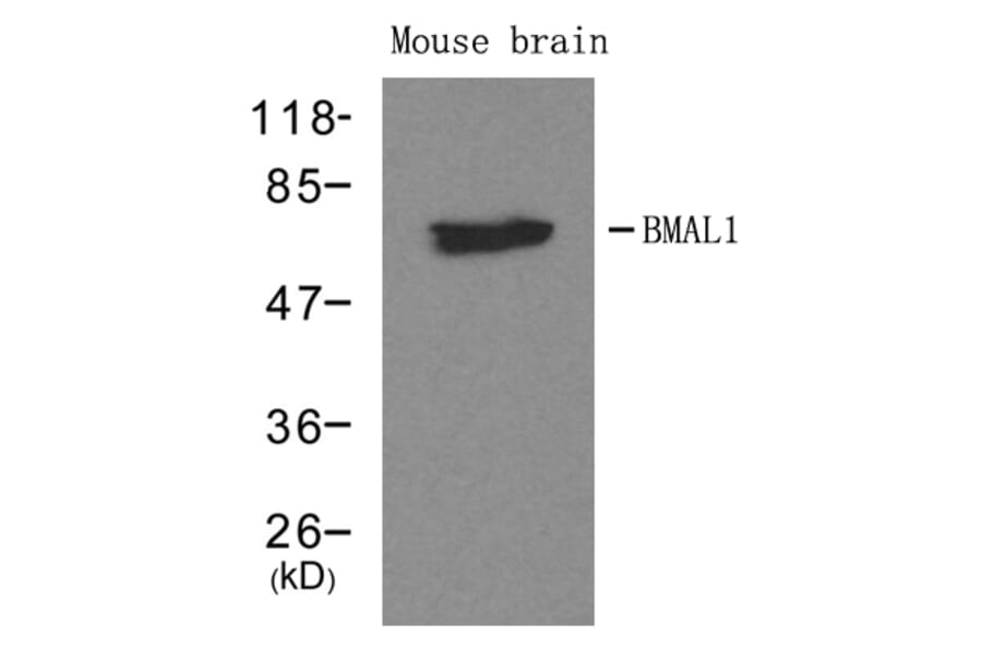 Western blot - BMAL1 Antibody from Signalway Antibody (21415) - Antibodies.com