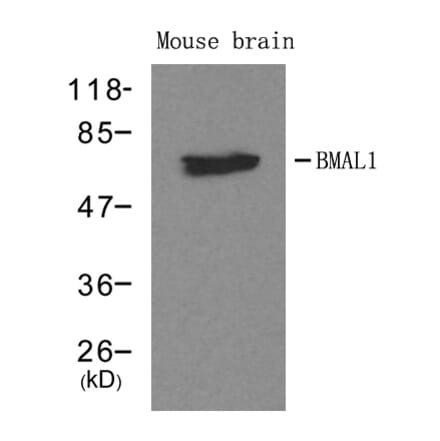 Western blot - BMAL1 Antibody from Signalway Antibody (21415) - Antibodies.com
