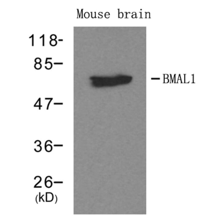 Western blot - BMAL1 Antibody from Signalway Antibody (21415) - Antibodies.com