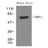 Western blot - BMAL1 Antibody from Signalway Antibody (21415) - Antibodies.com