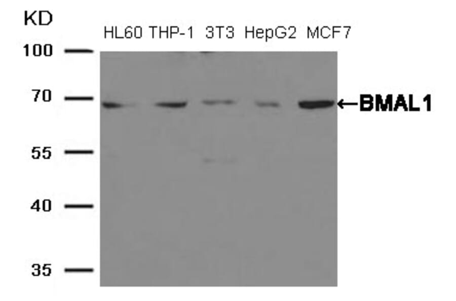 Western blot - BMAL1 Antibody from Signalway Antibody (21415) - Antibodies.com