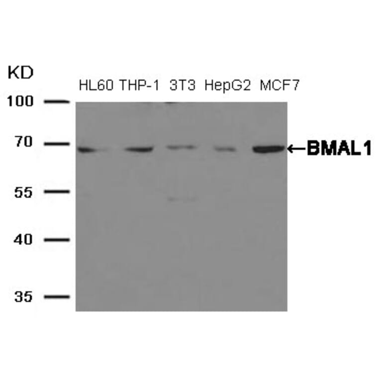 Western blot - BMAL1 Antibody from Signalway Antibody (21415) - Antibodies.com