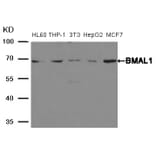 Western blot - BMAL1 Antibody from Signalway Antibody (21415) - Antibodies.com