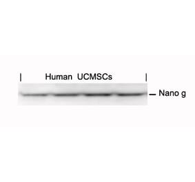 Western blot - Nanog Antibody from Signalway Antibody (21423) - Antibodies.com