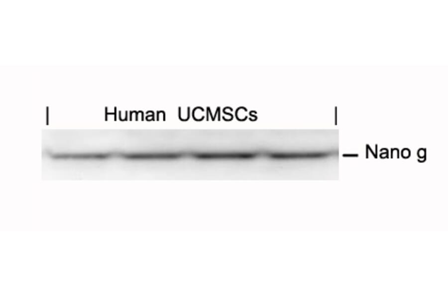 Western blot - Nanog Antibody from Signalway Antibody (21423) - Antibodies.com