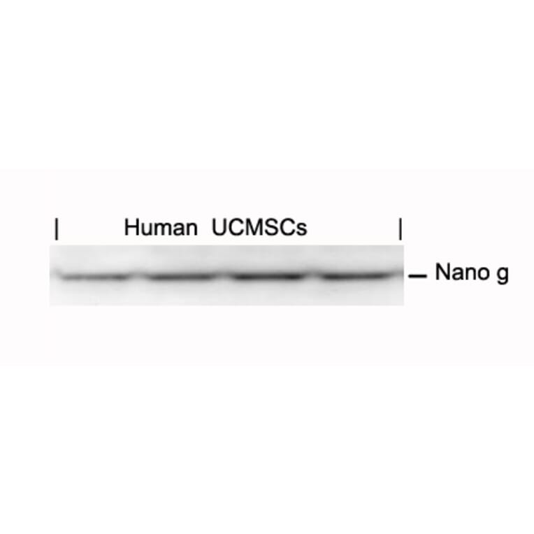 Western blot - Nanog Antibody from Signalway Antibody (21423) - Antibodies.com