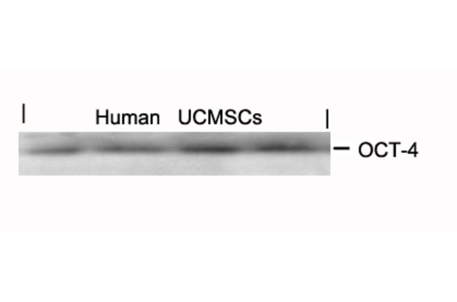 Western blot - OCT-4 Antibody from Signalway Antibody (21424) - Antibodies.com