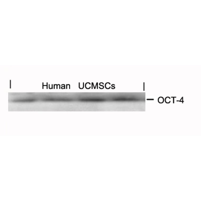 Western blot - OCT-4 Antibody from Signalway Antibody (21424) - Antibodies.com