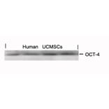Western blot - OCT-4 Antibody from Signalway Antibody (21424) - Antibodies.com