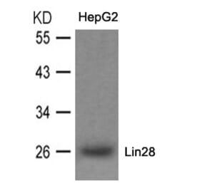 Western blot - Lin28 Antibody from Signalway Antibody (21426) - Antibodies.com