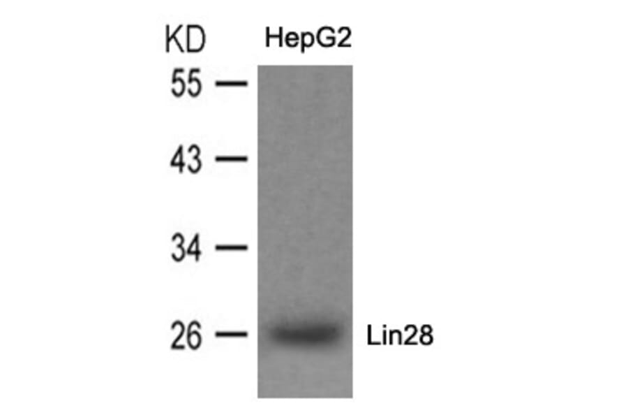 Western blot - Lin28 Antibody from Signalway Antibody (21426) - Antibodies.com