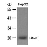 Western blot - Lin28 Antibody from Signalway Antibody (21426) - Antibodies.com