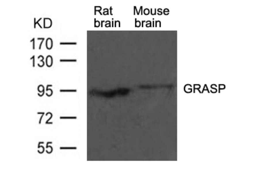 Western blot - GRASP Antibody from Signalway Antibody (21449) - Antibodies.com