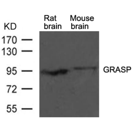 Western blot - GRASP Antibody from Signalway Antibody (21449) - Antibodies.com