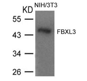 Western blot - FBXL3 Antibody from Signalway Antibody (21459) - Antibodies.com
