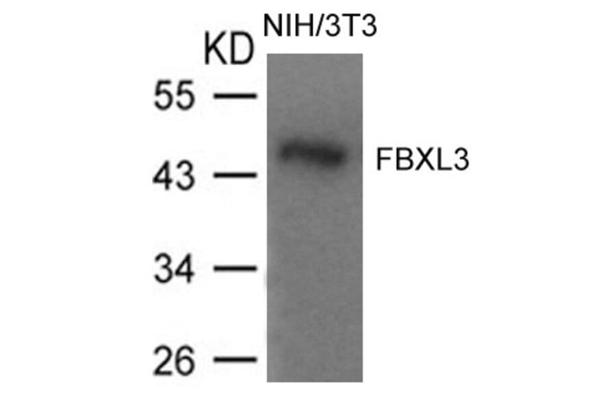 Western blot - FBXL3 Antibody from Signalway Antibody (21459) - Antibodies.com