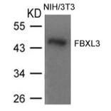 Western blot - FBXL3 Antibody from Signalway Antibody (21459) - Antibodies.com