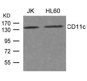 Western blot - CD11c Antibody from Signalway Antibody (21491) - Antibodies.com