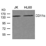 Western blot - CD11c Antibody from Signalway Antibody (21491) - Antibodies.com