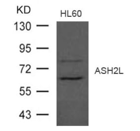 Western blot - ASH2L Antibody from Signalway Antibody (21497) - Antibodies.com