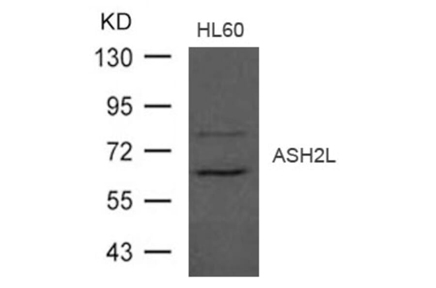 Western blot - ASH2L Antibody from Signalway Antibody (21497) - Antibodies.com