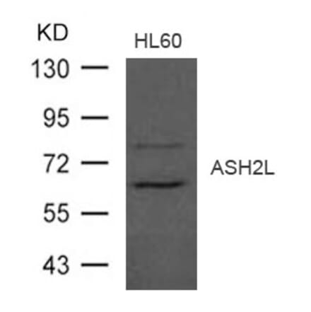 Western blot - ASH2L Antibody from Signalway Antibody (21497) - Antibodies.com