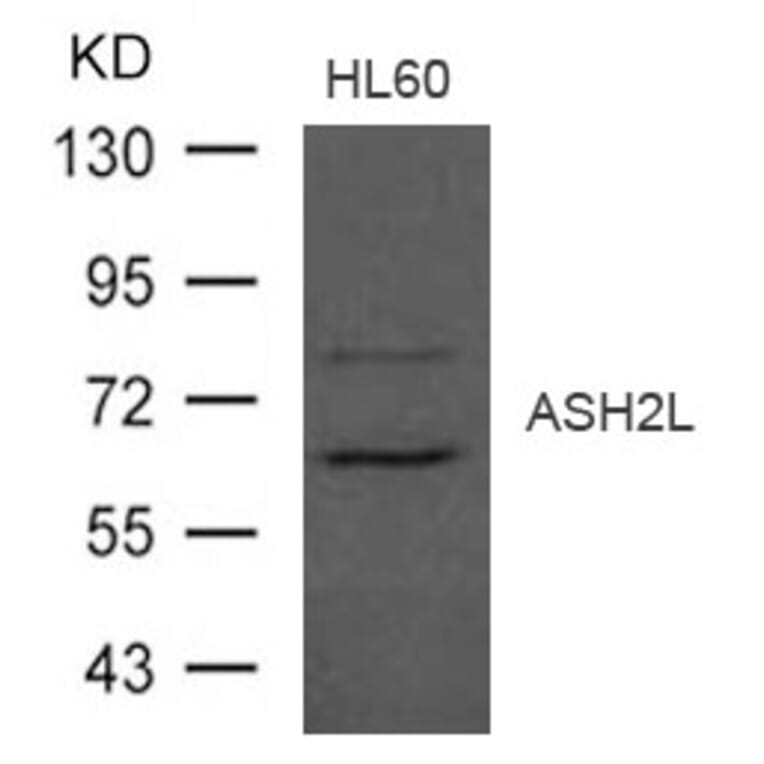 Western blot - ASH2L Antibody from Signalway Antibody (21497) - Antibodies.com