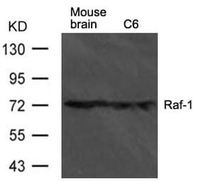 Western blot - Raf1 Antibody from Signalway Antibody (21566) - Antibodies.com
