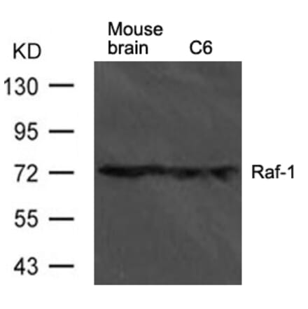 Western blot - Raf1 Antibody from Signalway Antibody (21566) - Antibodies.com