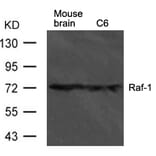 Western blot - Raf1 Antibody from Signalway Antibody (21566) - Antibodies.com