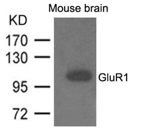 Western blot - GluR1 Antibody from Signalway Antibody (21575) - Antibodies.com