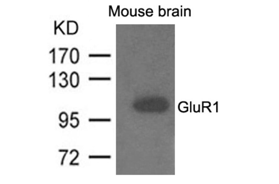 Western blot - GluR1 Antibody from Signalway Antibody (21575) - Antibodies.com
