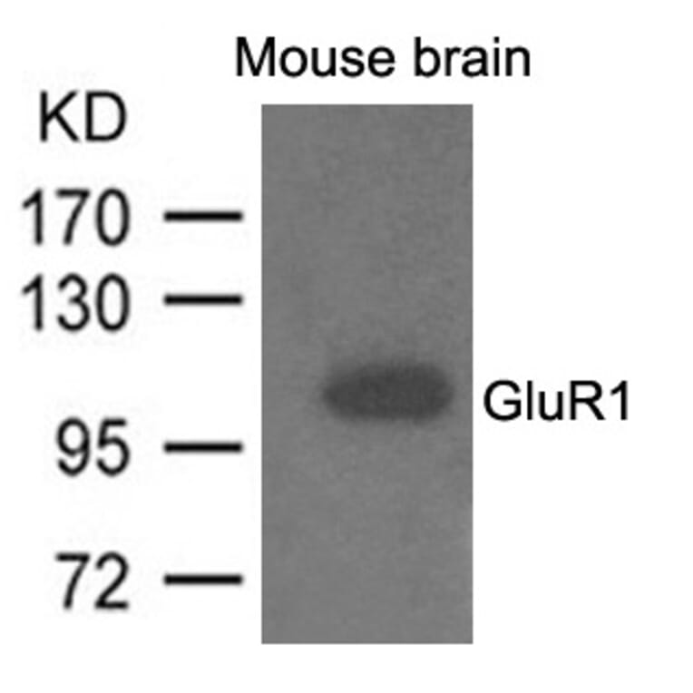 Western blot - GluR1 Antibody from Signalway Antibody (21575) - Antibodies.com