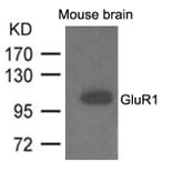 Western blot - GluR1 Antibody from Signalway Antibody (21575) - Antibodies.com