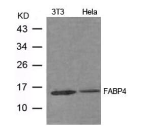 Western blot - FABP4 Antibody from Signalway Antibody (21604) - Antibodies.com