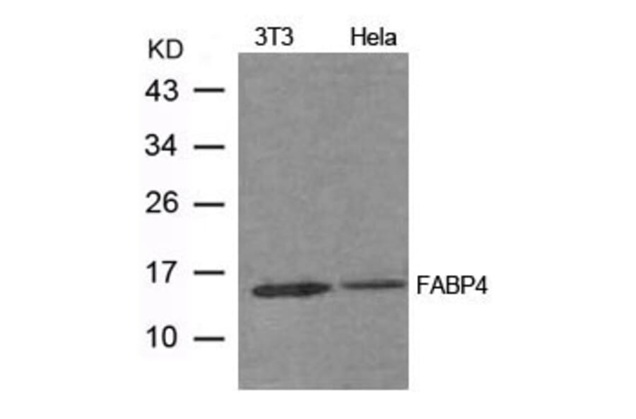 Western blot - FABP4 Antibody from Signalway Antibody (21604) - Antibodies.com