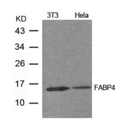 Western blot - FABP4 Antibody from Signalway Antibody (21604) - Antibodies.com