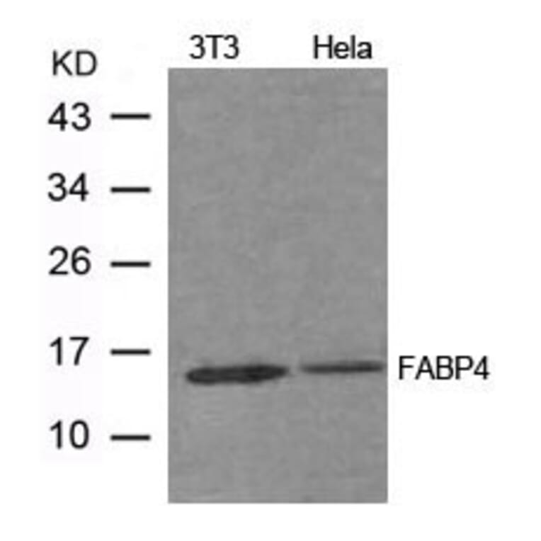 Western blot - FABP4 Antibody from Signalway Antibody (21604) - Antibodies.com