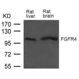 Western blot - FGFR4 Antibody from Signalway Antibody (21606) - Antibodies.com