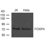 Western blot - FOXP4 Antibody from Signalway Antibody (21609) - Antibodies.com