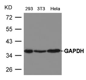 Western blot - GAPDH Antibody from Signalway Antibody (21612) - Antibodies.com