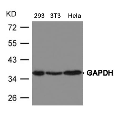 Western blot - GAPDH Antibody from Signalway Antibody (21612) - Antibodies.com