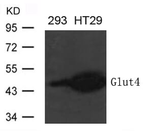 Western blot - Glut4 Antibody from Signalway Antibody (21619) - Antibodies.com