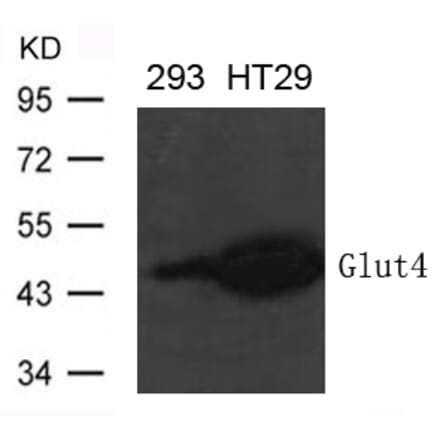 Western blot - Glut4 Antibody from Signalway Antibody (21619) - Antibodies.com