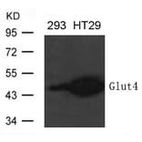 Western blot - Glut4 Antibody from Signalway Antibody (21619) - Antibodies.com